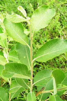 vŕba popolavá (Salix cinerea) - vetvička s listami