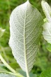 vŕba popolavá (Salix cinerea) - spodná strana