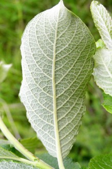 vŕba popolavá (Salix cinerea) - spodná strana