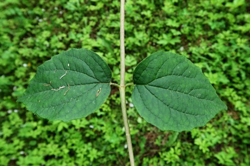 pajazmín vencový (Philadelphus coronarius) - vrchná strana