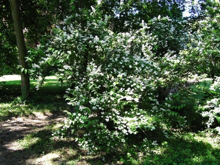 trojpuk drsný (Deutzia scabra)