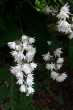 trojpuk drsný (Deutzia scabra)