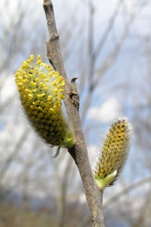 vŕba popolavá (Salix cinerea) - samčie (♂) jahňady