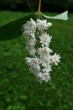 trojpuk drsný (Deutzia scabra)