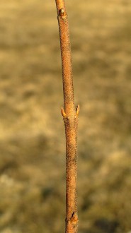 trojpuk drsný (Deutzia scabra)