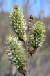 vŕba popolavá (Salix cinerea) - samičie (♀) jahňady