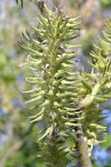 vŕba popolavá (Salix cinerea) - tobolky zoskupené do strapcovitých súplodí