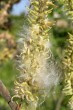 vŕba popolavá (Salix cinerea) - páperisté nažky