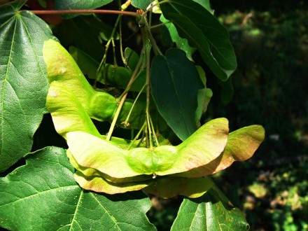javor poľný (Acer campestre)