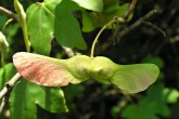 javor poľný (Acer campestre)