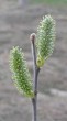vŕba popolavá (Salix cinerea) - samičie (♀) jahňady