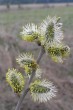 vŕba popolavá (Salix cinerea) - samčie (♂) jahňady