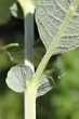 vŕba popolavá (Salix cinerea) - prílistky 