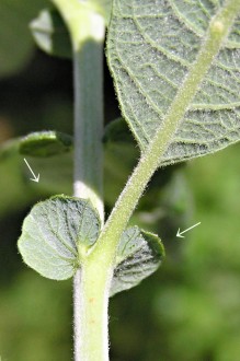 vŕba popolavá (Salix cinerea) - prílistky 