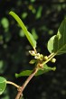 krušina jelšová (Frangula alnus)