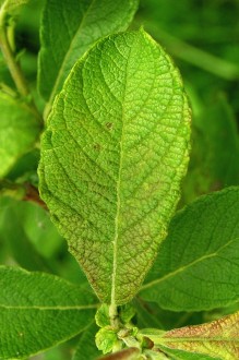 vŕba sliezska (Salix silesiaca) - vrchná strana