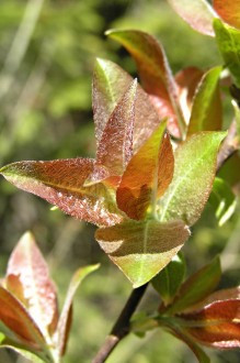 vŕba sliezska (Salix silesiaca) - vetvička s mladými listami