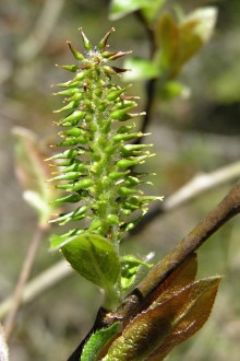 vŕba sliezska (Salix silesiaca) - tobolky
