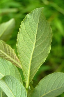 vŕba sliezska (Salix silesiaca) - spodná strana