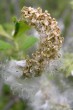 vŕba sliezska (Salix silesiaca) - páperisté nažky