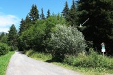 topoľ biely (Populus alba) - ako ker (820 m n. m. - nad obcou Pribylina )