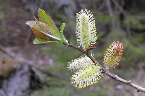 vŕba sliezska (Salix silesiaca) - samčie (♂) jahňady
