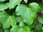 brečtan popínavý (Hedera helix) - tvar listov na nekvitnúcich výhonkoch
