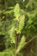 vŕba sliezska (Salix silesiaca) - samičie (♀) jahňady