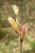 vŕba sliezska (Salix silesiaca) - samčie (♂) jahňady