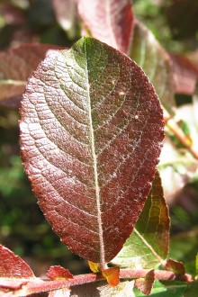 vŕba sliezska (Salix silesiaca) - vrchná strana,  mladý list