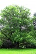 jaseň štíhly (Fraxinus excelsior) - Zámocký park v Topoľčiankach