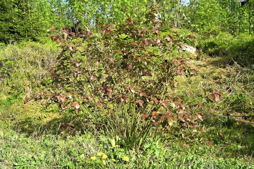 vŕba sliezska (Salix silesiaca)