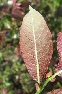 vŕba sliezska (Salix silesiaca) - spodná strana, mladý list