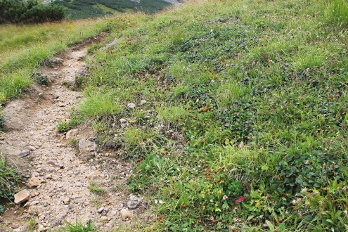 vŕba sieťkovaná (Salix reticulata) - snehové ležovisko (Západné Tatry , Červené vrchy, Tomanovská dolina)