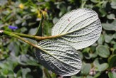vŕba sieťkovaná (Salix reticulata) - spodná strana