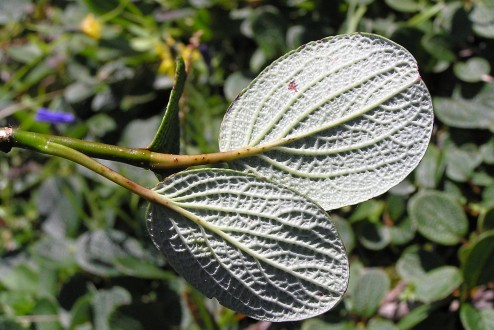 vŕba sieťkovaná (Salix reticulata) - spodná strana