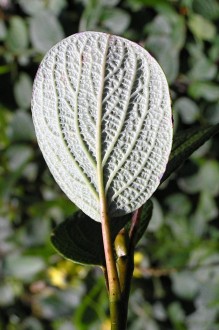 vŕba sieťkovaná (Salix reticulata) - spodná strana