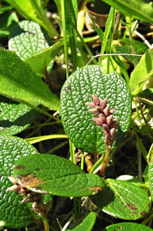 vŕba sieťkovaná (Salix reticulata) - tobolky