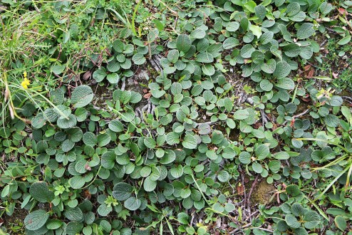 vŕba sieťkovaná (Salix reticulata)