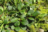 vŕba sieťkovaná (Salix reticulata)