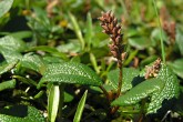vŕba sieťkovaná (Salix reticulata)