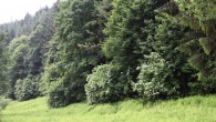 baza čierna na okraji lesa (báza svahu) s vyšším obsahom živín