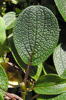 vŕba sieťkovaná (Salix reticulata) - vrchná strana