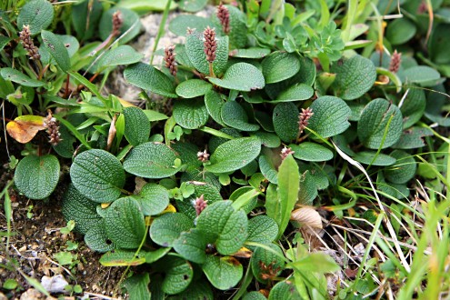 vŕba sieťkovaná (Salix reticulata)
