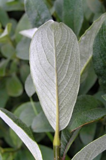 vŕba švajčiarska (Salix helvetica) - spodná strana (♀)