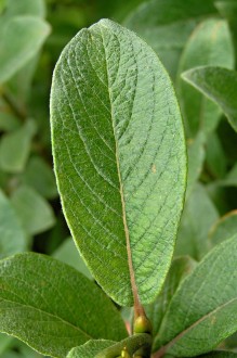 vŕba švajčiarska (Salix helvetica) - vrchná strana (♀)