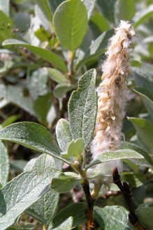 vŕba švajčiarska (Salix helvetica) - pukajúce tobolky uvoľňujúce páperisté nažky