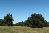 dub sivý (Quercus pedunculiflora) - dubový háj (Cibajky na Ponitrí)
