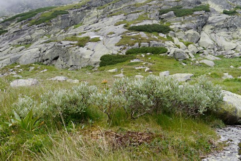 vŕba švajčiarska (Salix helvetica)