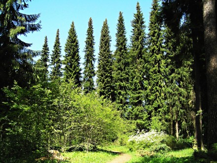 smrek omorikový (Picea omorica) - Hrádocké arborétum